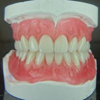 Pioneer Denture Clinic - Logo